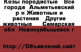 Козы породистые - Все города, Альметьевский р-н Животные и растения » Другие животные   . Самарская обл.,Новокуйбышевск г.